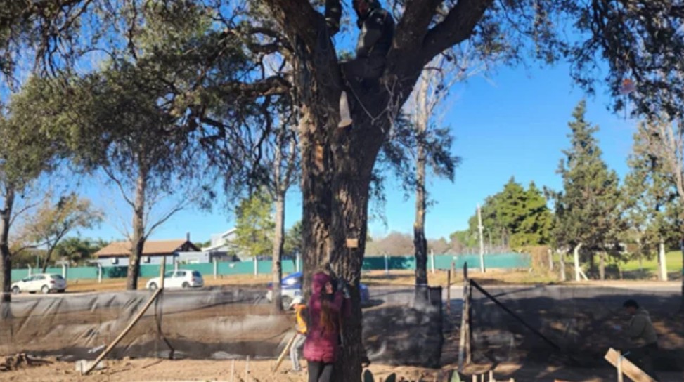 Dos ambientalistas se encadenaron al mítico Quebracho Blanco 